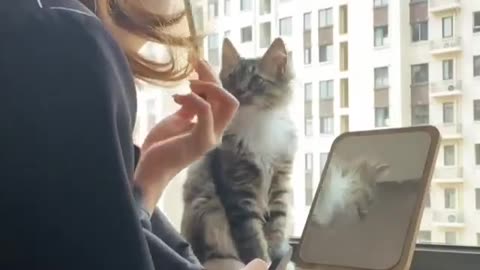 The cat needs to dress up
