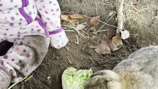 cutest thing ever 🥹 baby kayla feeding her bunny friends some lettuce