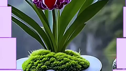 Aslme video
