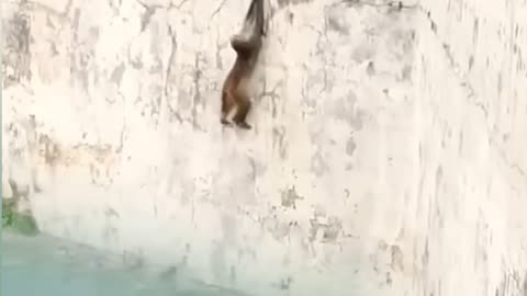 Monkey V's magarmacch real short viral video
