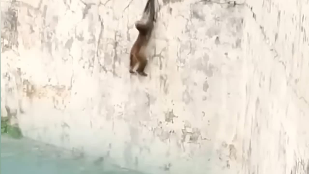 Monkey V's magarmacch real short viral video