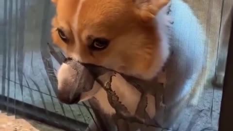 😂🐾 The Most Embarrassed Animal Moment Ever! | FunFM