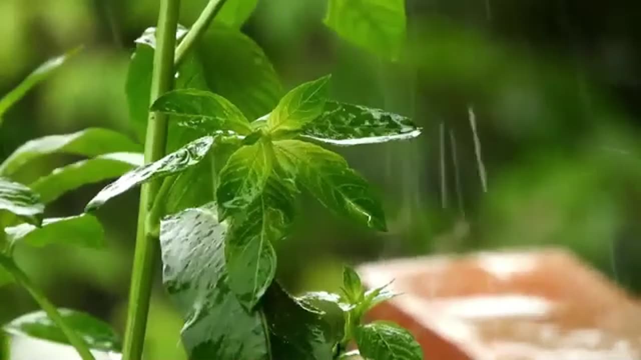 Relaxing Rain Sounds 7
