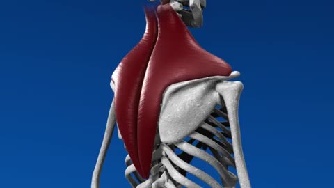 The ONLY 2 Exercises That Built My Upper Back