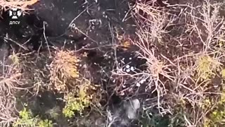 🐦‍🔥Fenix border guards destroyed an enemy UAV control point near Kostyantynivka