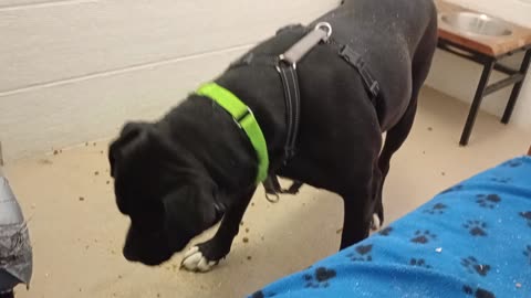 Nelly 5y A869565 she pulls @my heartstrings@TRN, from kennel 207 harrys haven PACC shelter2025072737