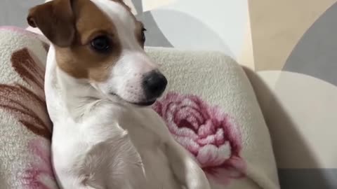 My favorite Jack Russell is a restless ball of joy!
