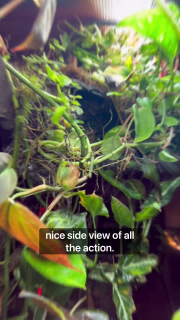 Side Window Dart Frog Terrarium