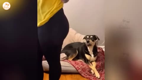 hilarious cats and dogs doing the funniest things part33