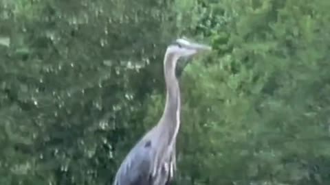 A Beautiful bird bird enjoys his life, balances his works