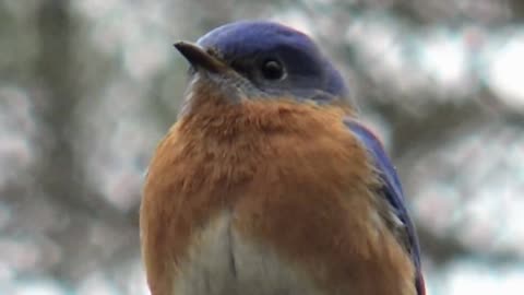 Bluebird