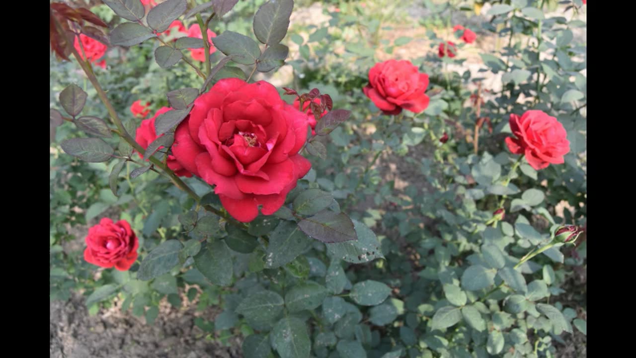 CPSCS FLOWERS
