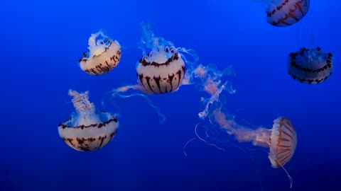 Jellyfish, ocean, sea