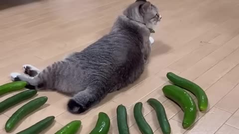 FUNNY CAT