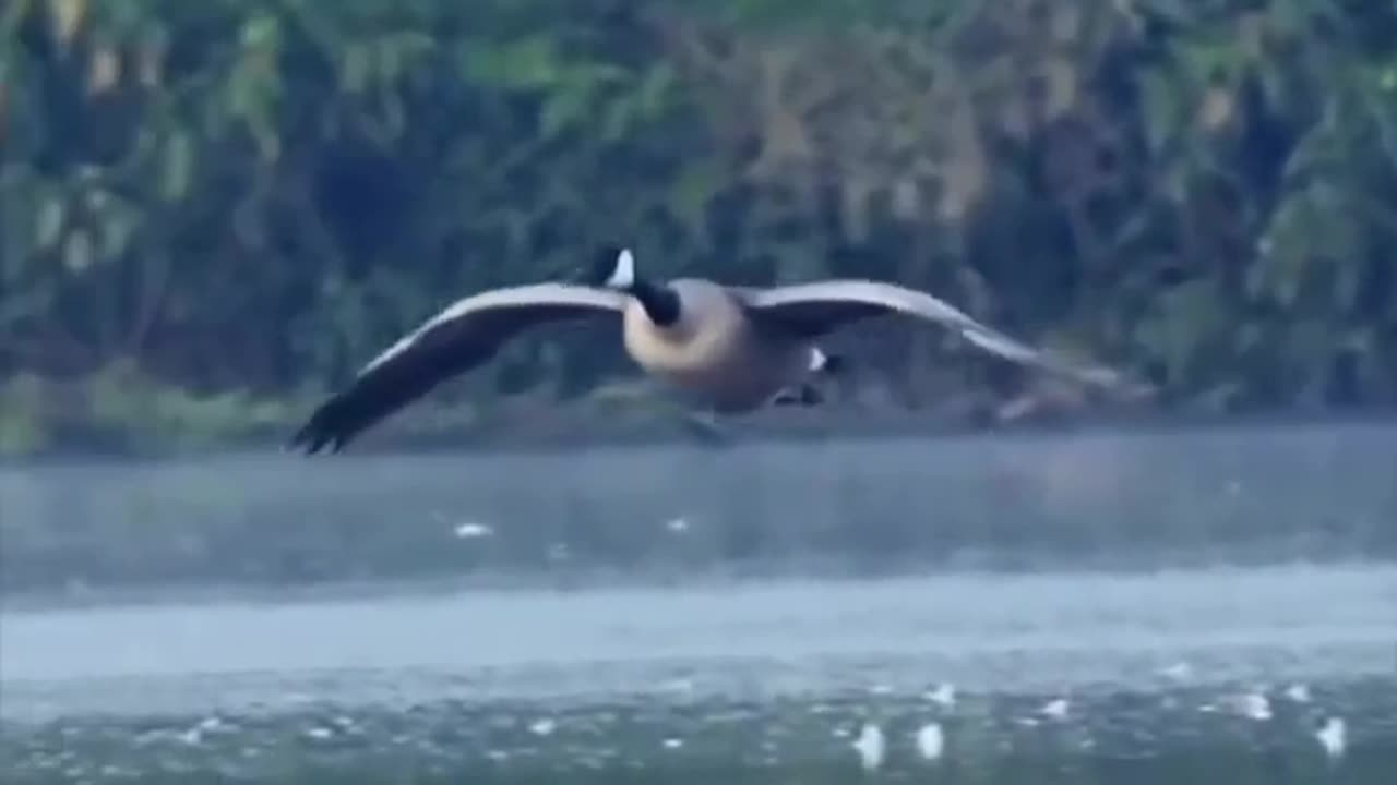 🤣🏅 Rate This Hilarious Landing! You Decide | FunFM