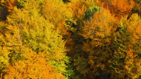 Night Study Classical Lofi Chill