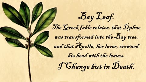 Bay Leaf - The Language of Flowers