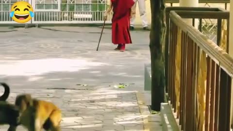 Funny Monkey Compilation