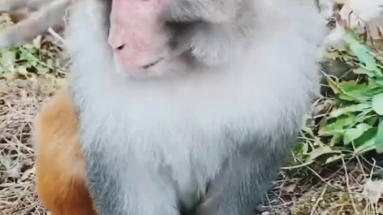 Animals Being Absolute Idiots"
