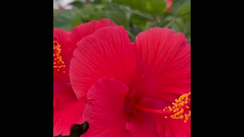 Shopping for flowering plants at the greenhouse garden - shopping spree 4