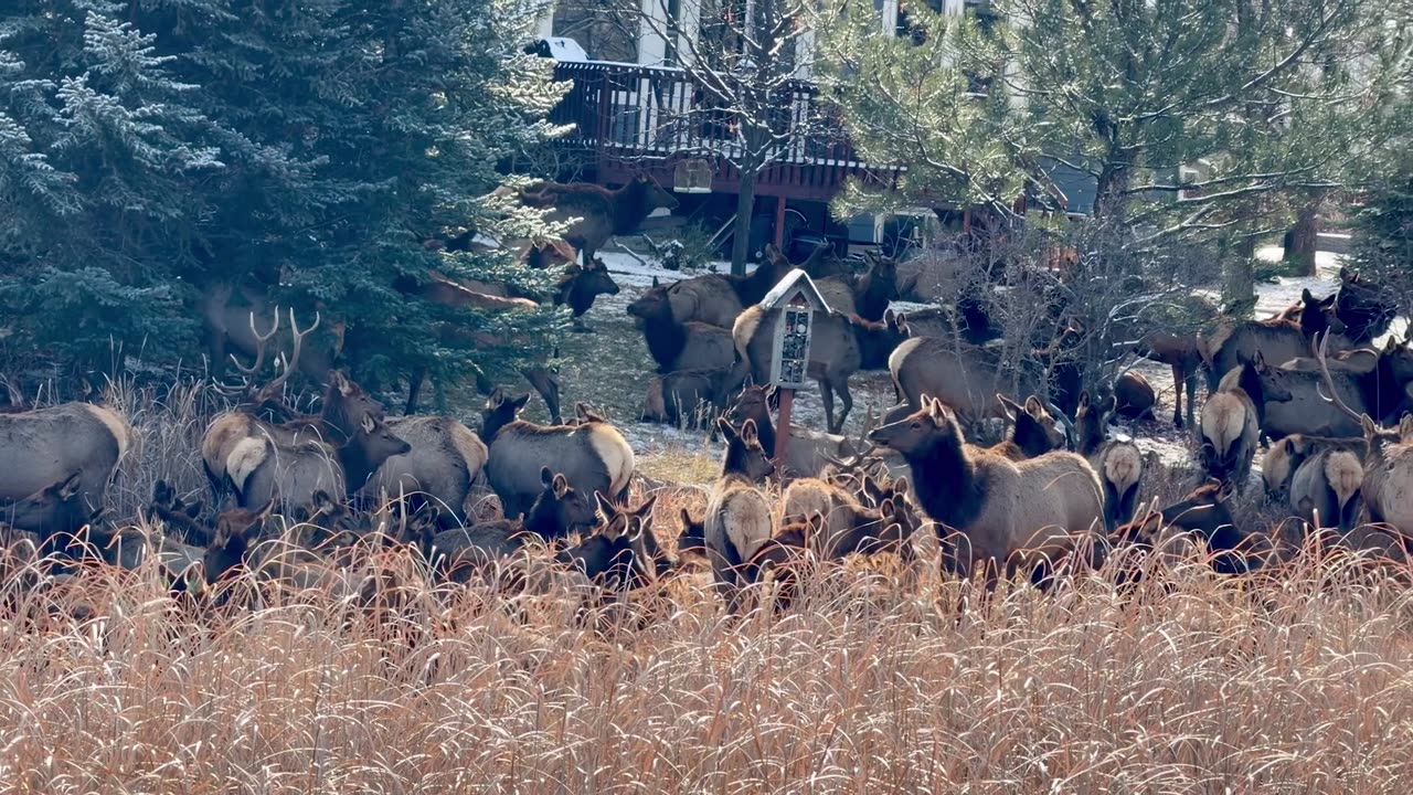 Elk Herd Crowd Loveland Backyards