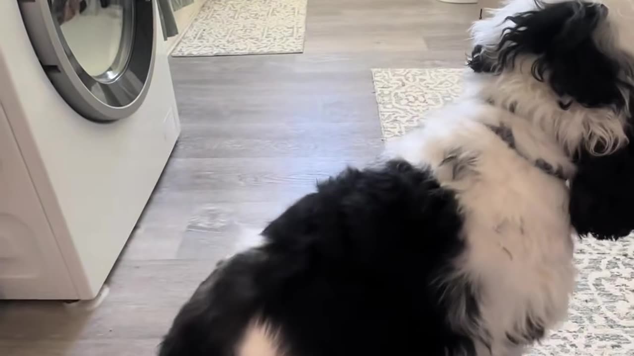 Dunkin the Twerking Dog