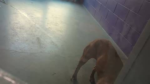 Ember 1y Pet Id 945290 kennel big room 1 HSSAZ shelter_20250613_121613128