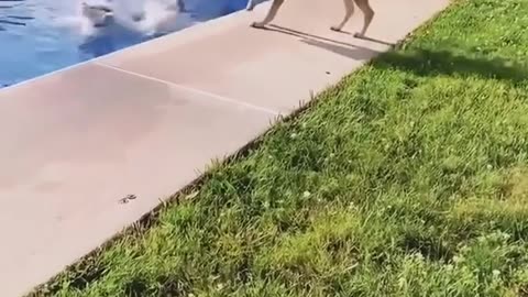 Funny animals