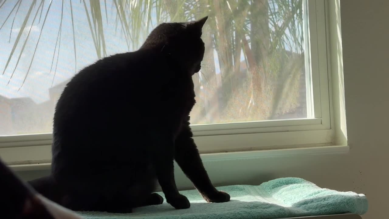 Cute Precious Piper Takes Care of Her Appearance in Her Spa - Adopting a Cat from a Shelter Vlog