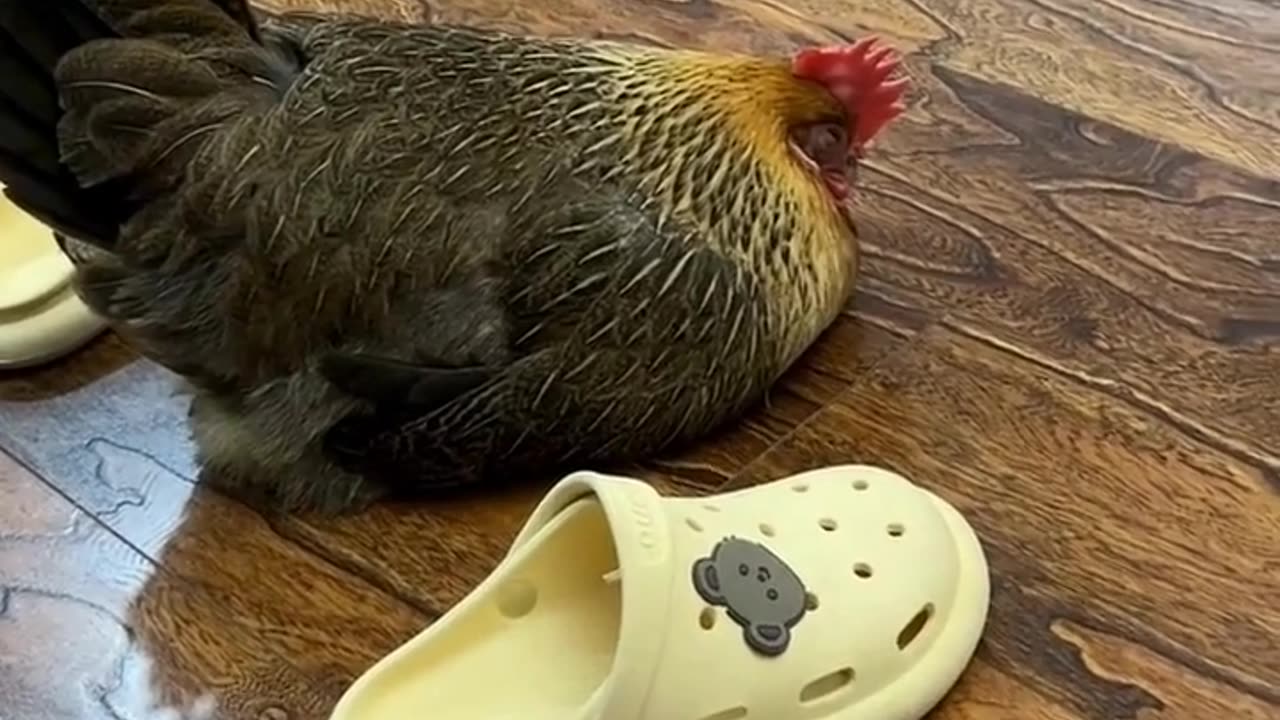 Hen Life Story 🤯.