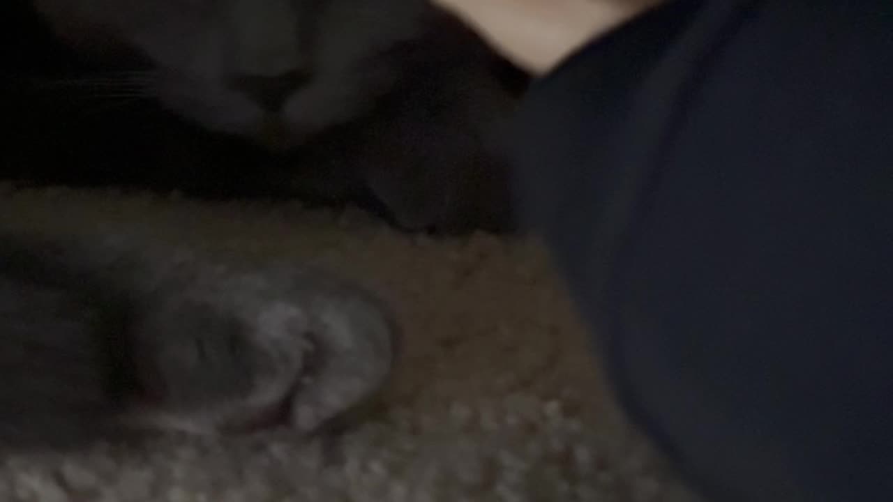 Wednesday whiskers with SPH featuring Kevin under the bed. #cats #alanismorissette