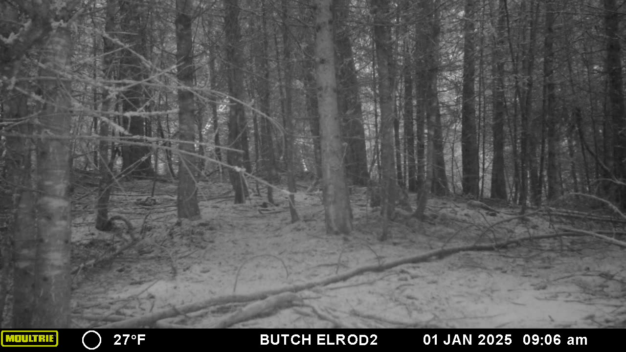 Bobcat