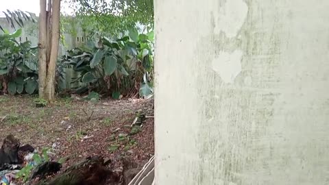 Redesign Our Backyard