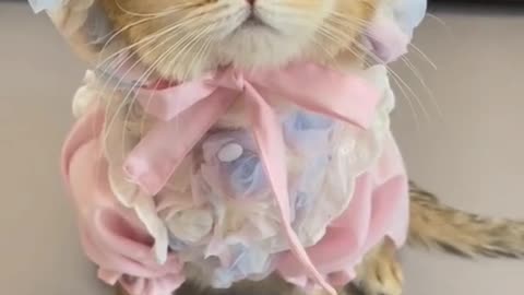 Cute cat