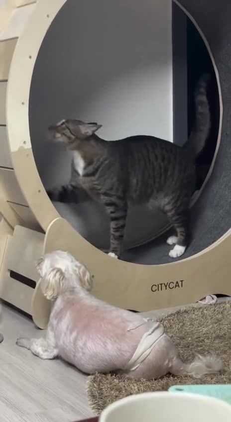 Trying to exercise while being critically watched