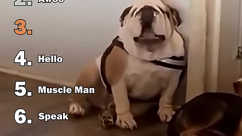Ranking Best Dogs Strange Barks Moments