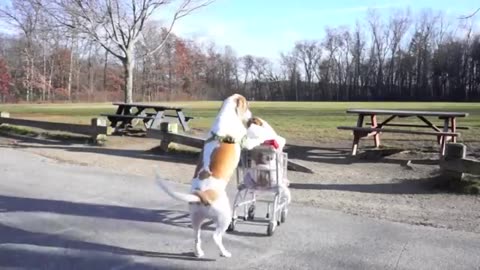 Breaking: Dogs' Epic Shopping Cart Voyage: Funny Dogs Maymo & Penny