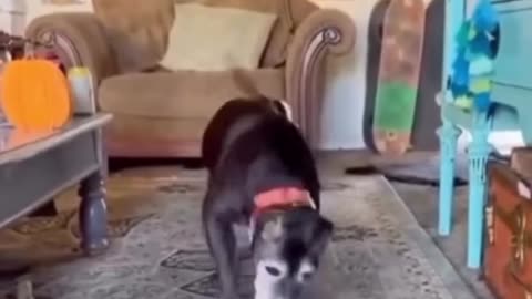 He might be old, but he still does zoomies when he sees his owner