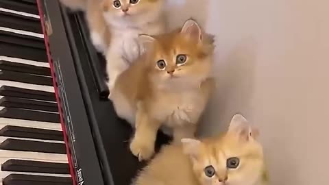 Funny moment of the cat 🥰❤️Lustiger Moment der Katze🥰❤️#cat #viralvideo #funny #cute