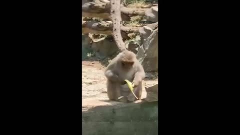 The Ultimate Funny Animal Compilation 🐾🤣