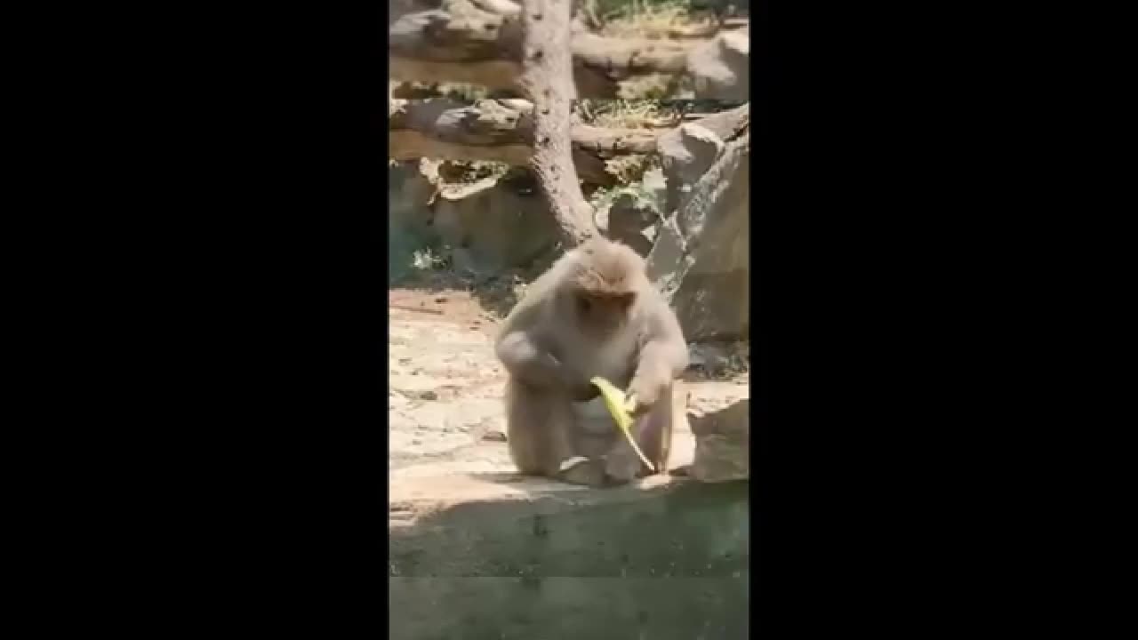 The Ultimate Funny Animal Compilation 🐾🤣