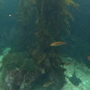Birch Aquarium Remix