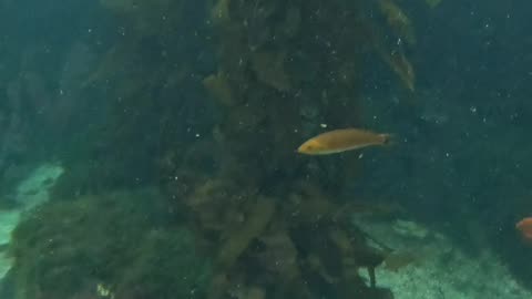 Birch Aquarium Remix