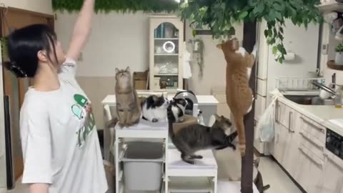 😹💣 Cat's Flexibility Will Blow Your Mind! | FunFM