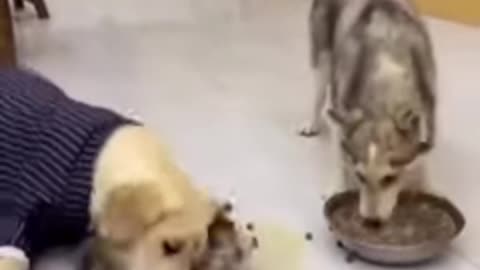 Dinner Time Chaos: Labrador vs Husky Showdown!