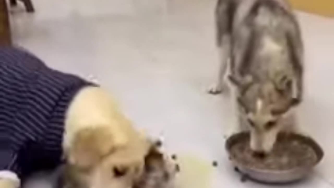 Dinner Time Chaos: Labrador vs Husky Showdown!