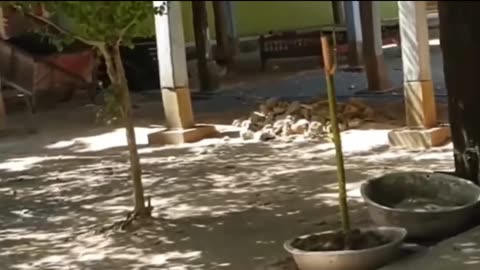 Lion vs Dogs comedy Videos 🤣 so cute videos 😍 funny videos 🤣