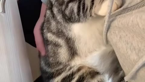 Cute Cat Finds the Comfiest Sleeping Spot 😴🐾 #PetcoZy