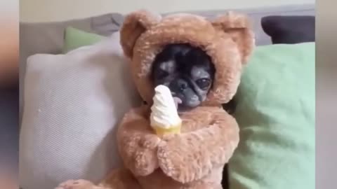 Funny Animals Cutee #4