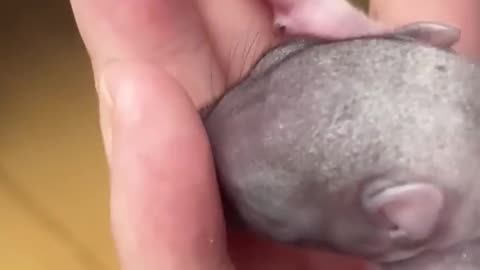 The woman rescued baby squirrel from ant king 🐿️ 💛